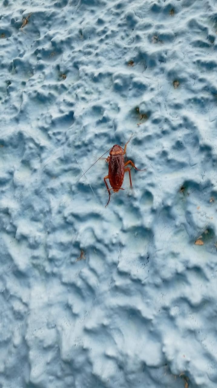 JR Pest Control work photo